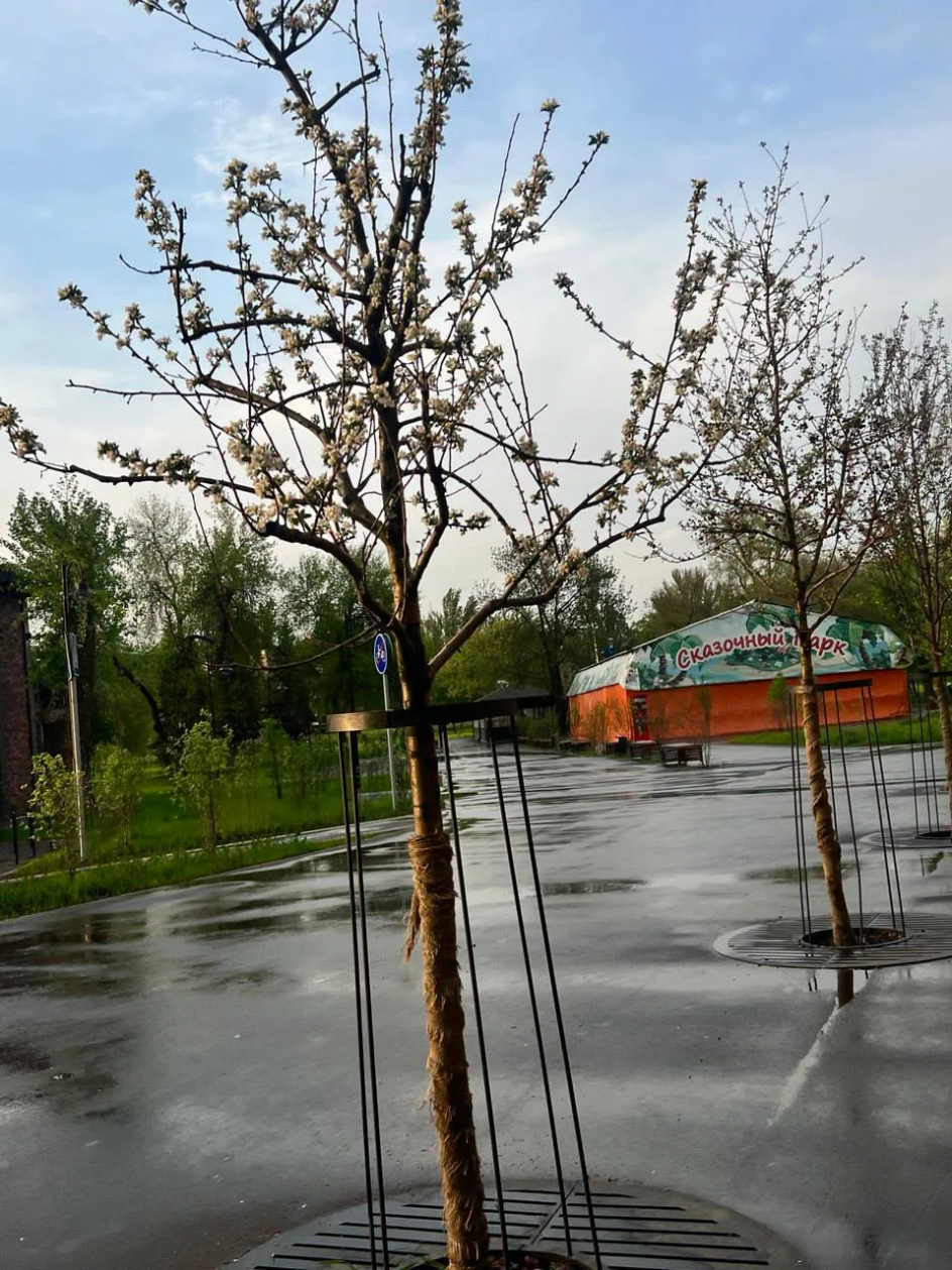 Цветение Весны