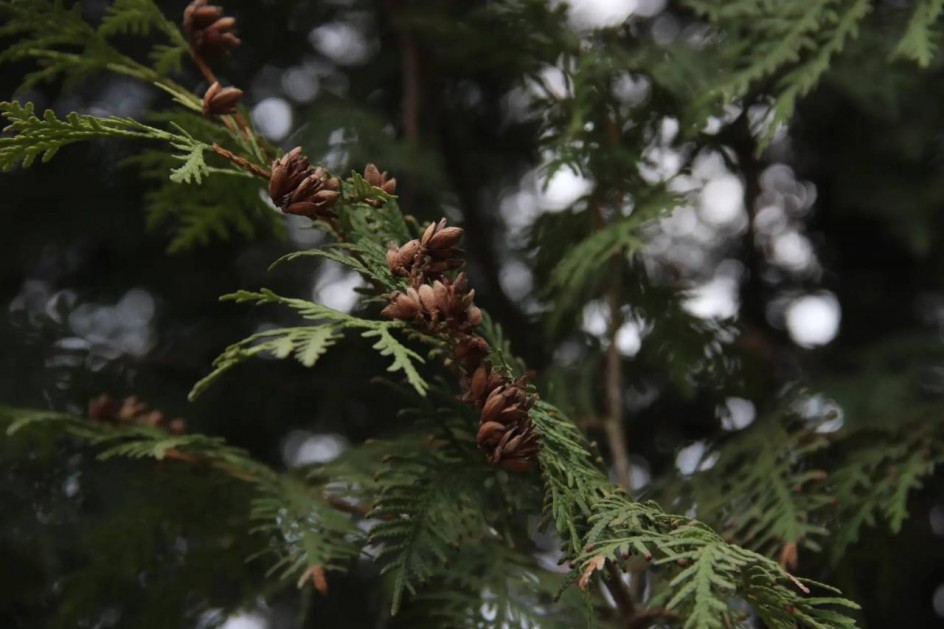 Блики весны