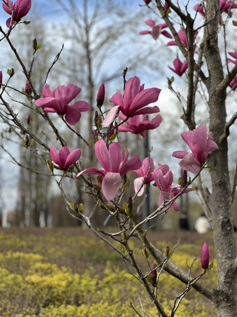 "Цветущая магнолия"