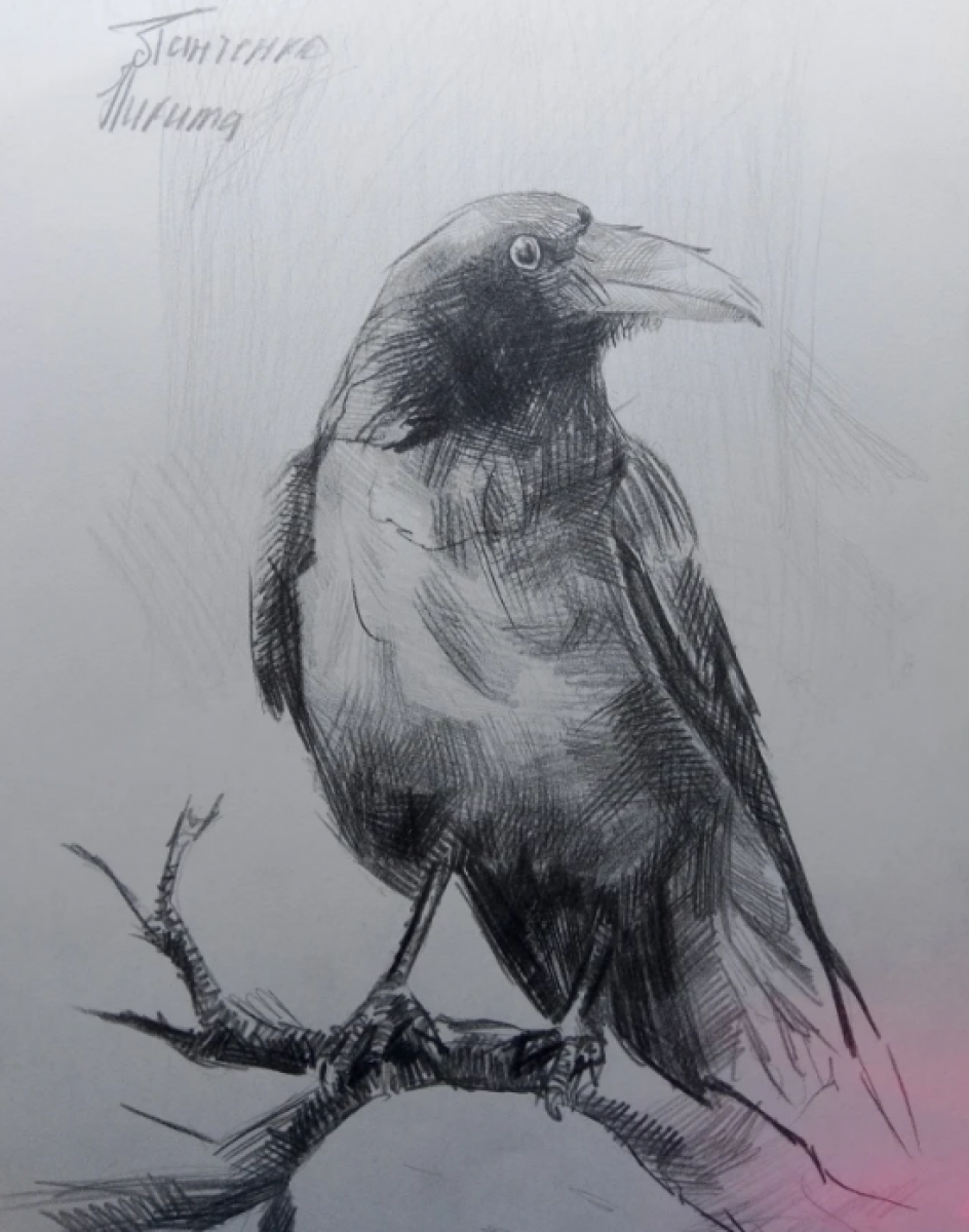 Ворона на ветке