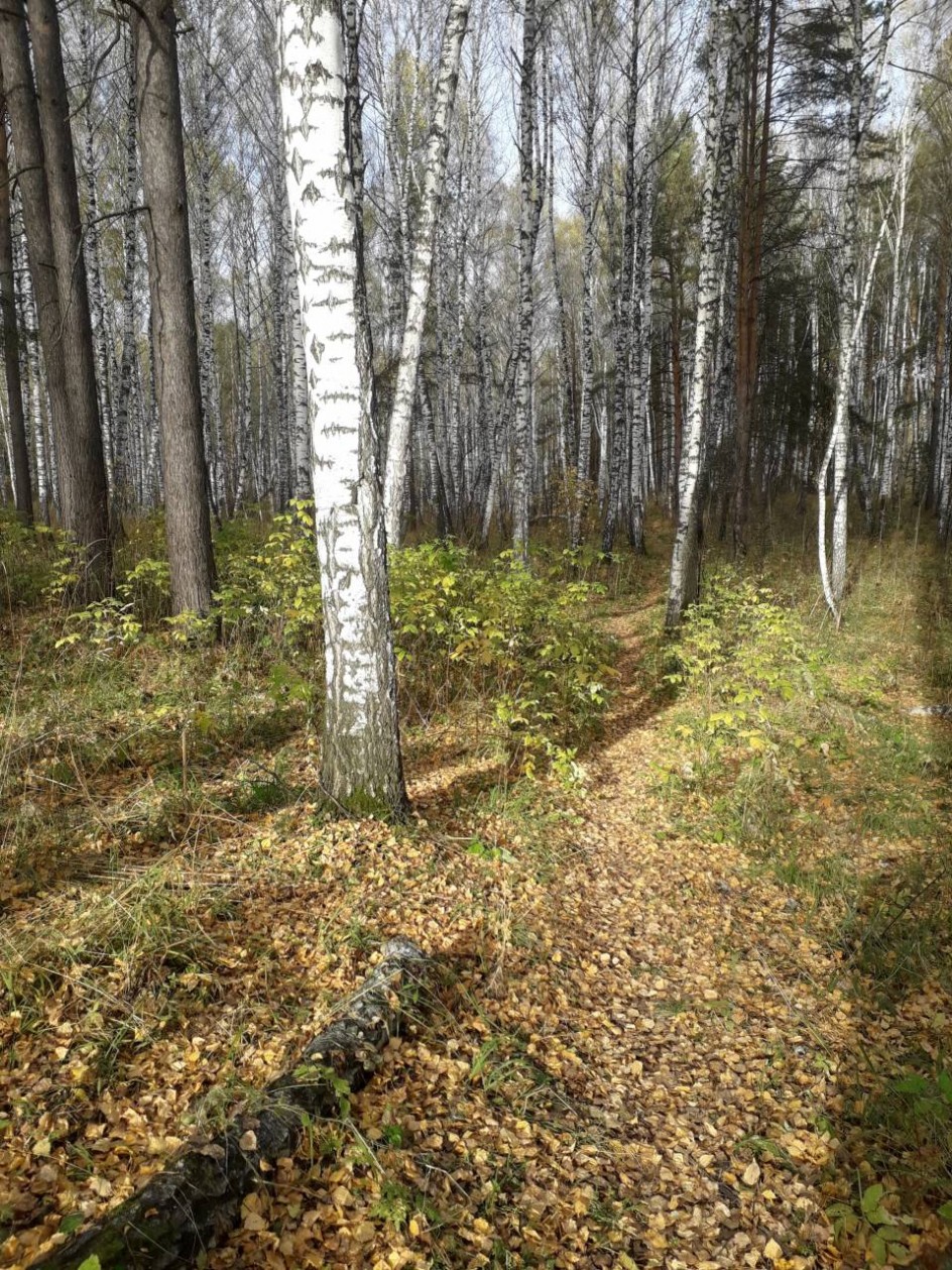 Природа Сибири