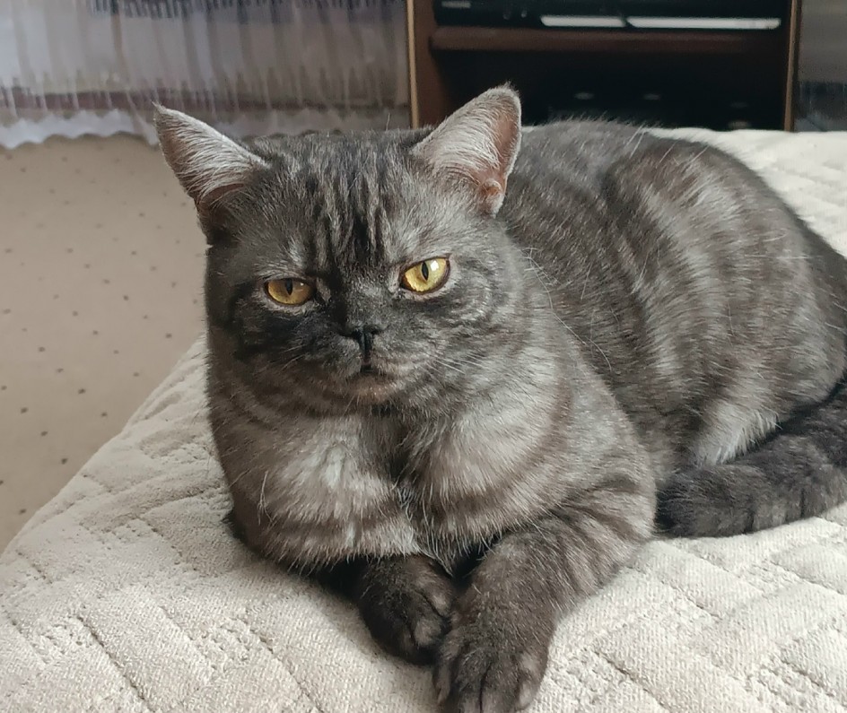 Обожаемый Тимофей