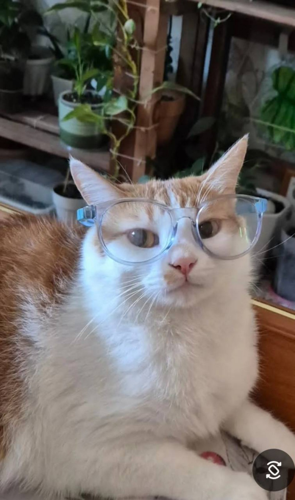 умный кот