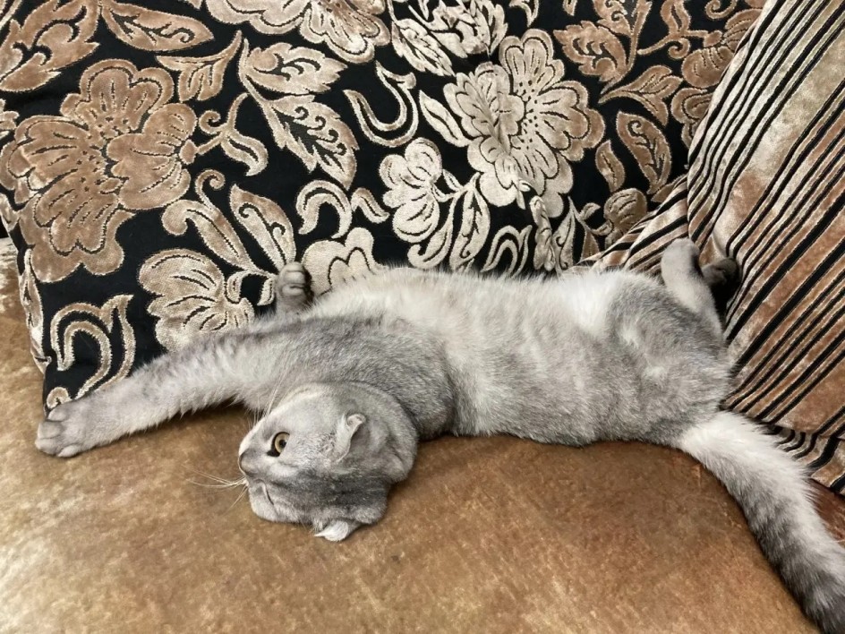 Кот Басик - мой любимый дружок!