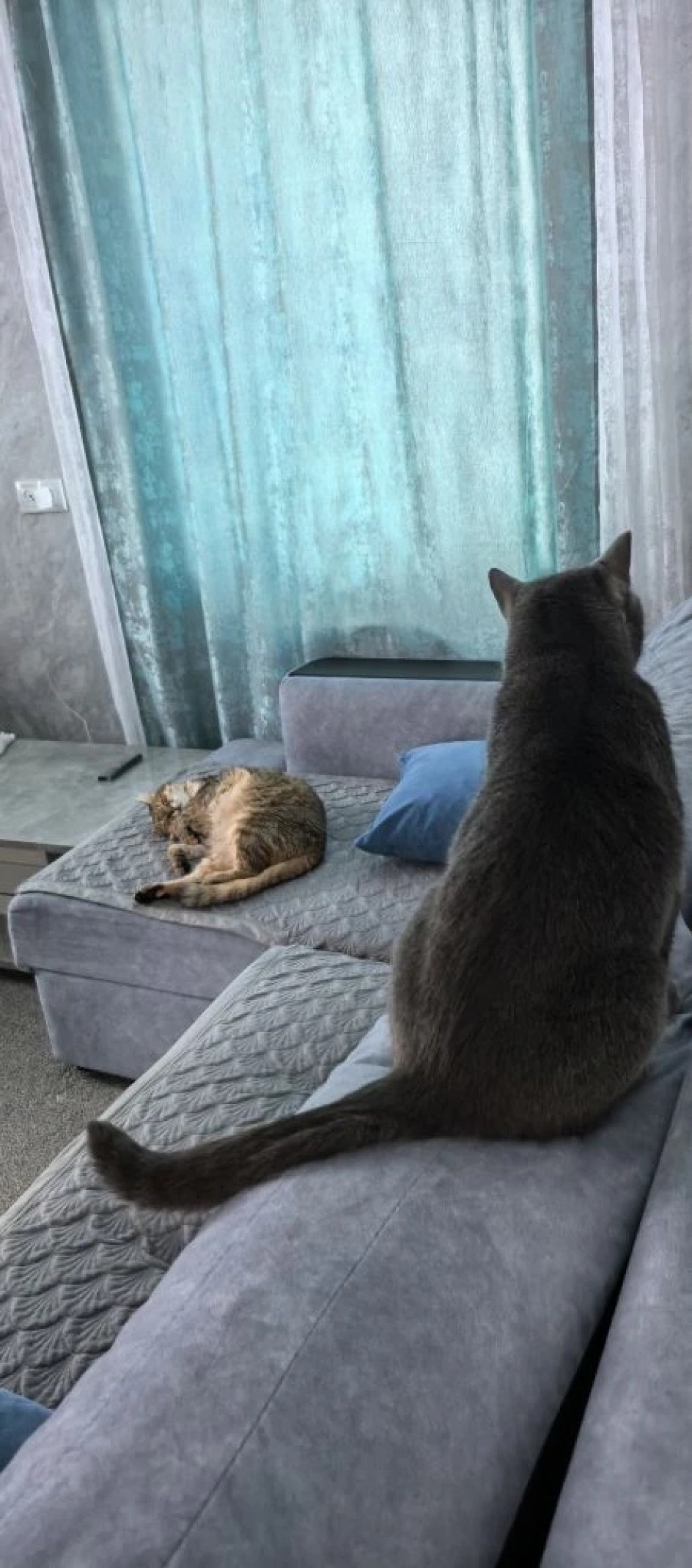 "Семейка котиков"