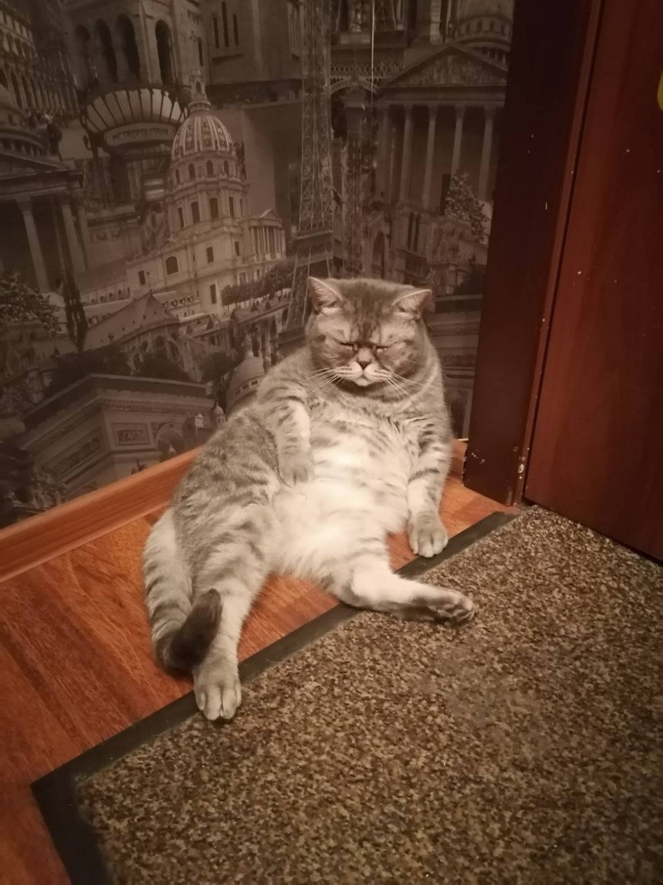 "Мой домашний любимец"