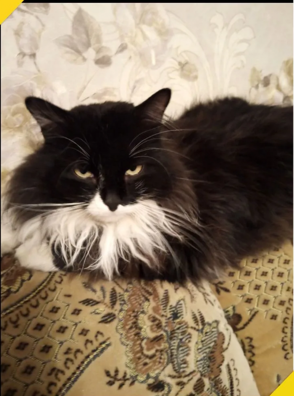 "Черныш - любимый мой котик"