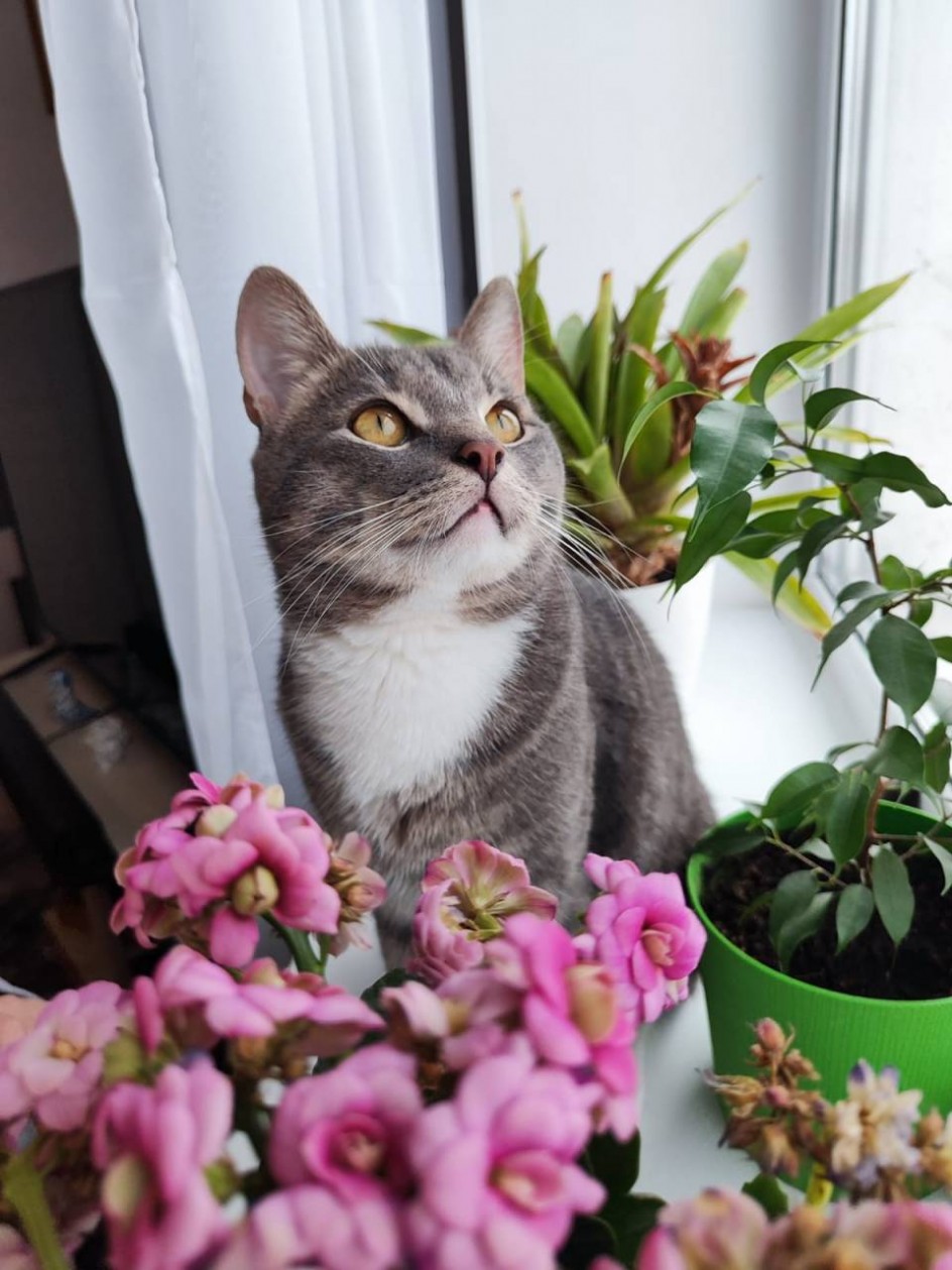 Кот Дымок