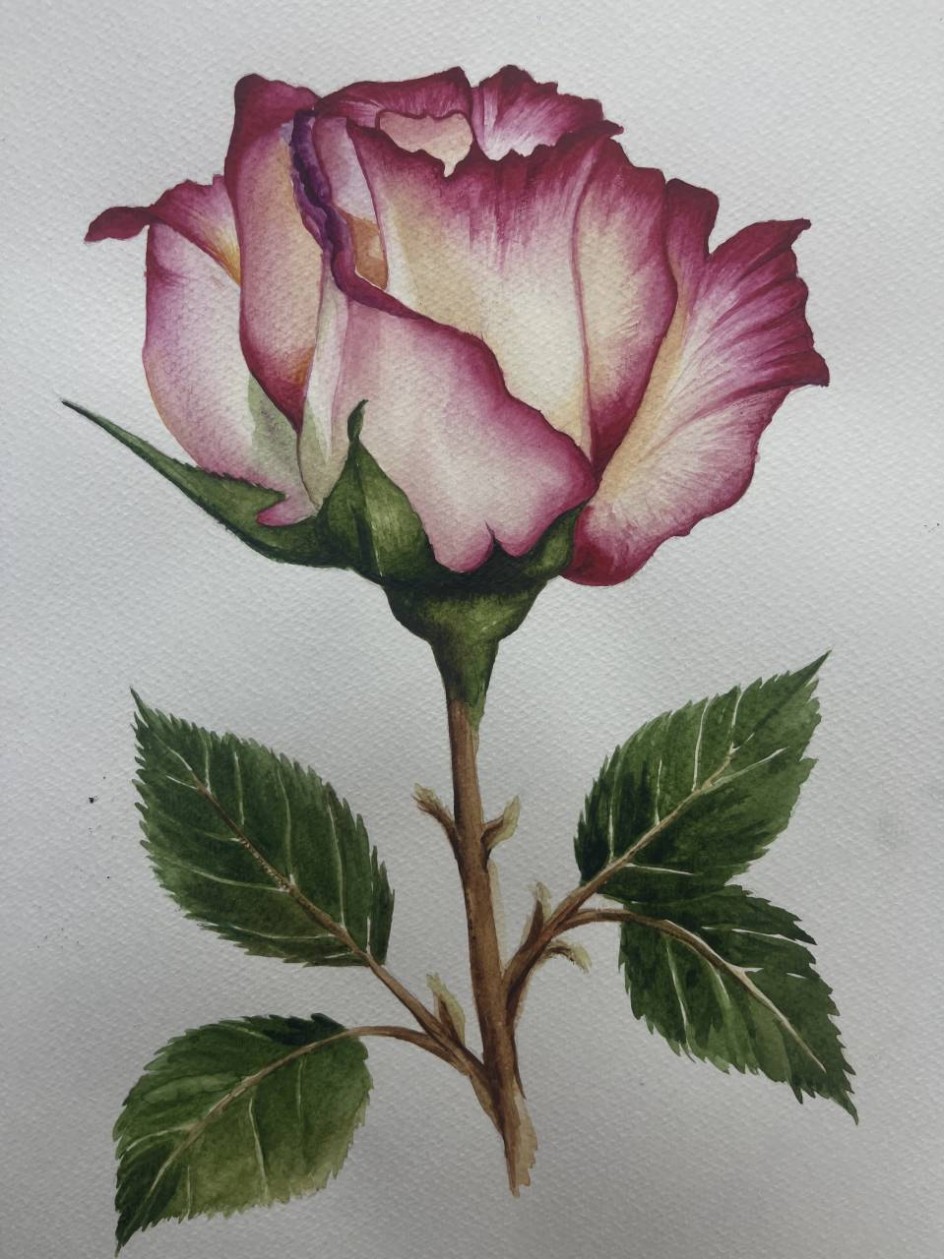 «Роза»