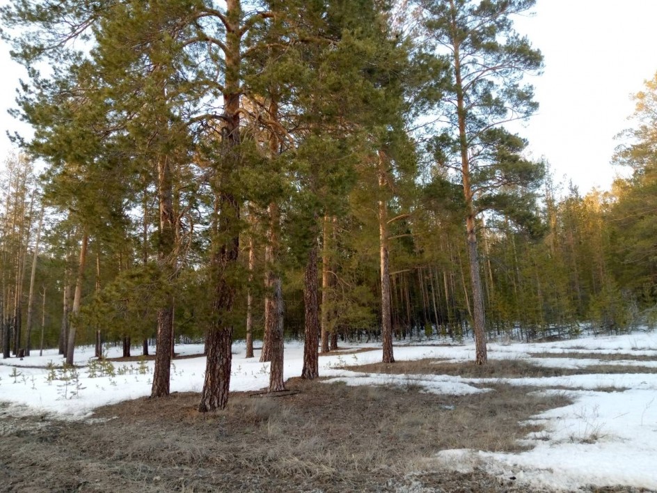 Лес проснулся от сна