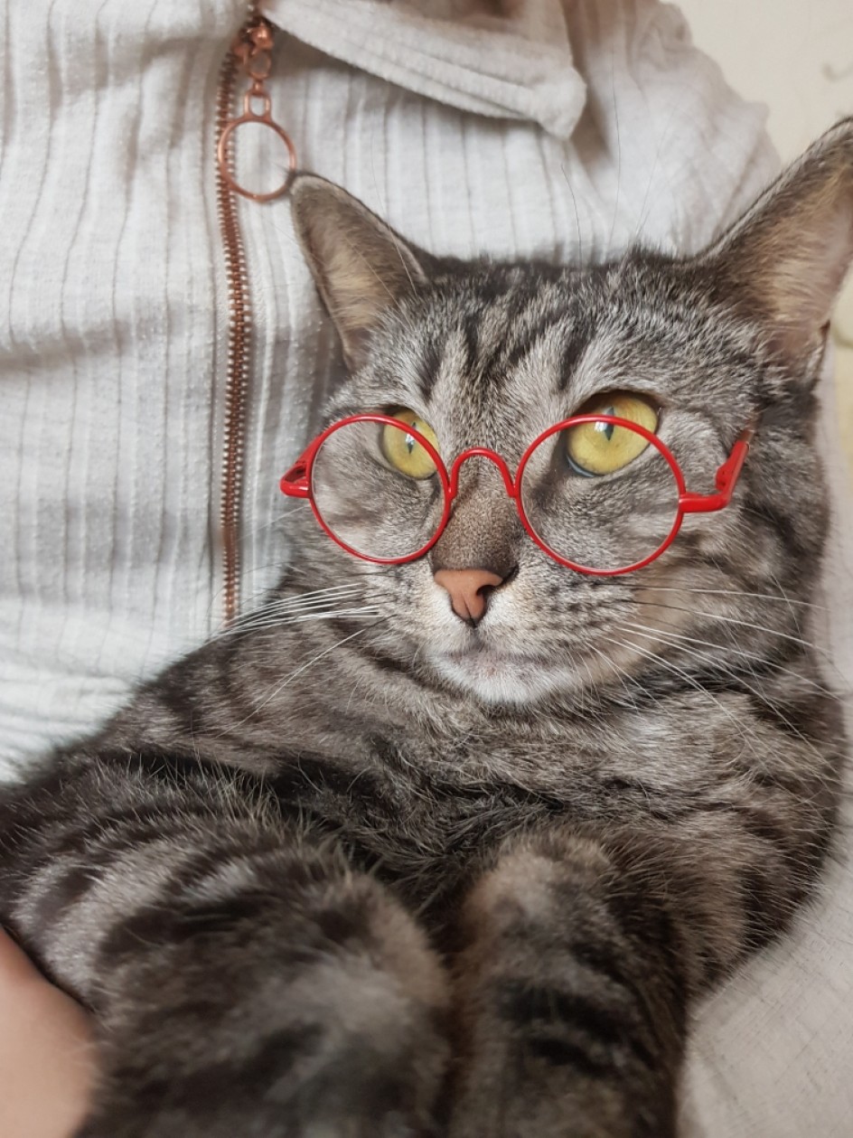 "Кот-учёный"