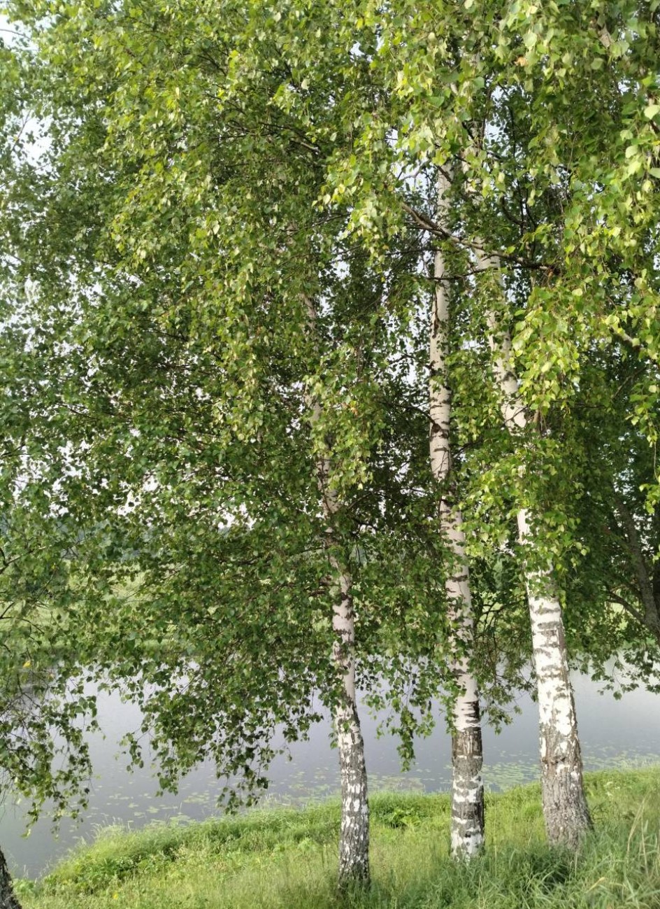 Три грации