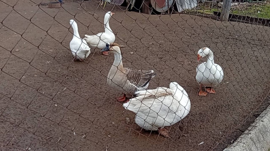 Ой вы гуси, мои гуси.....