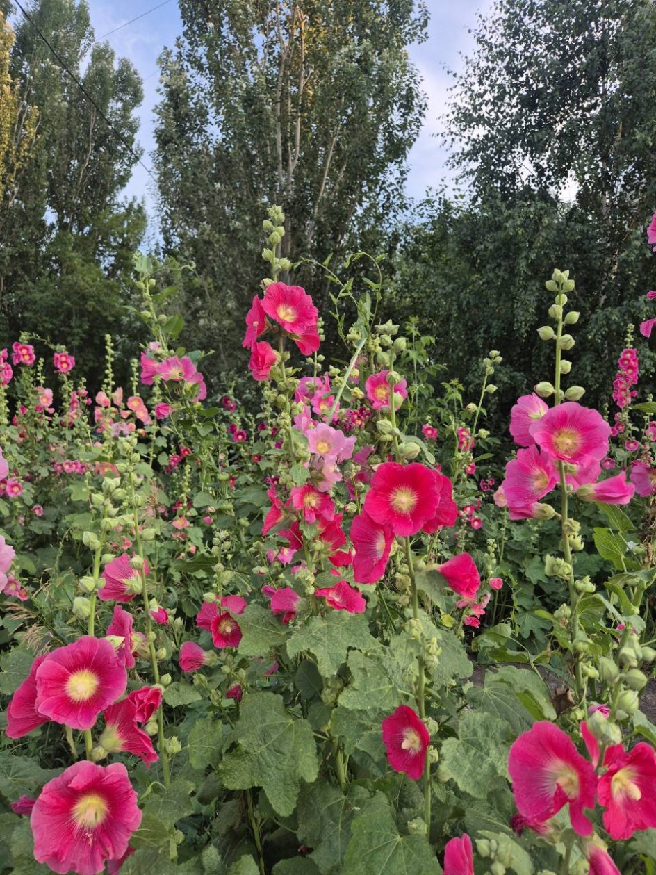 Цветочная поляна