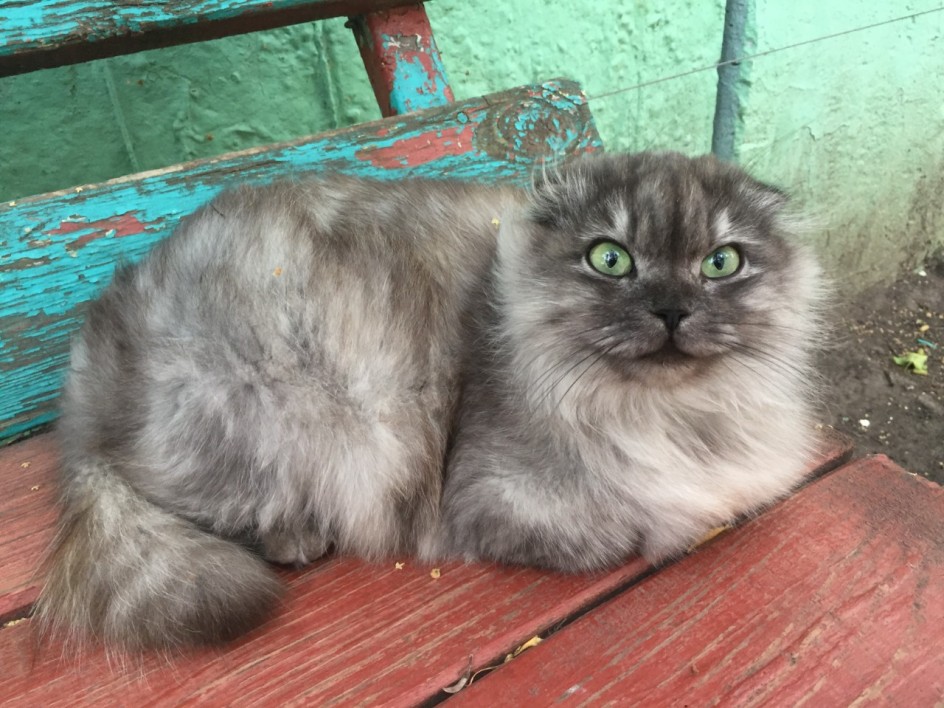 Лесной эльф