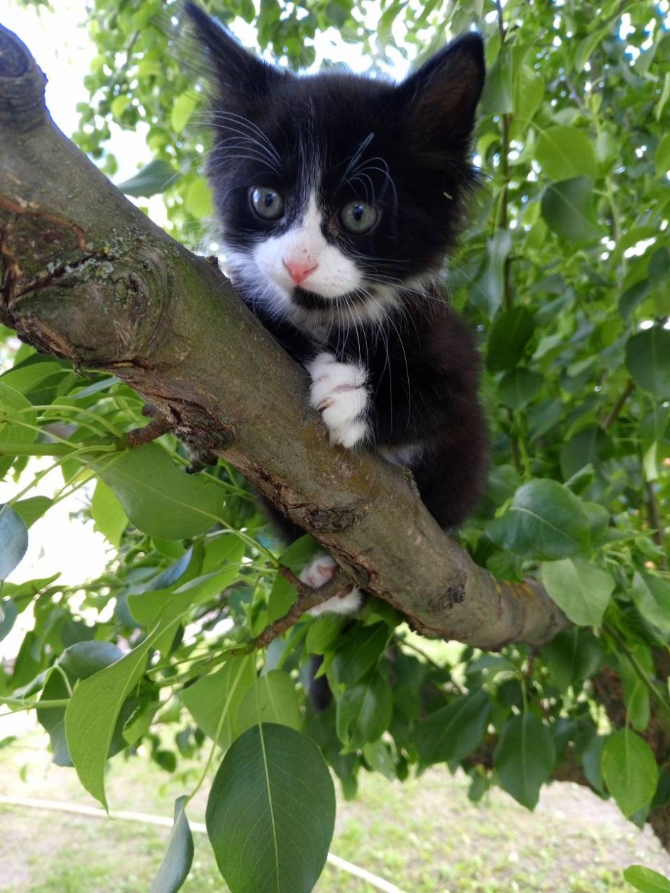 Кошачий альпинист