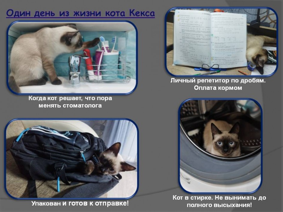 Один день из жизни кота Кекса