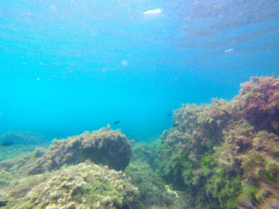Осенние краски подводного мира.