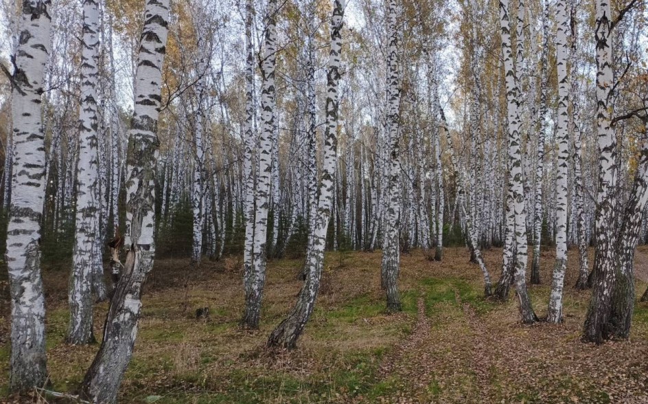 Осенняя березовая роща