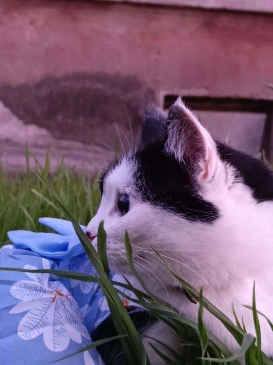 "Кошка в траве"