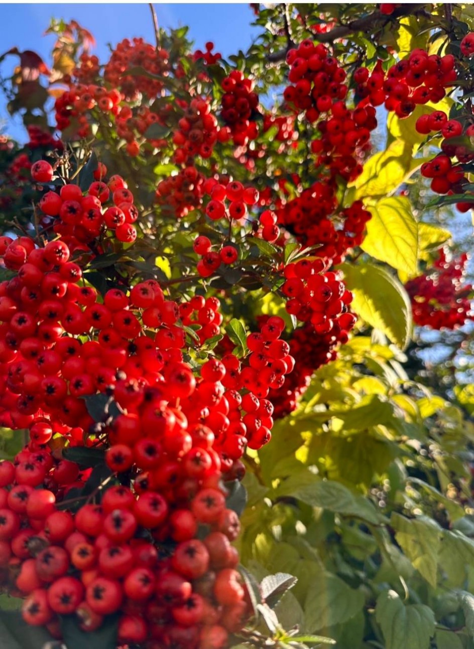 Осенняя прогулка