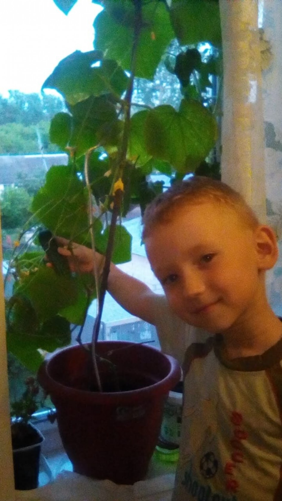 "мои чудеса на окошке"