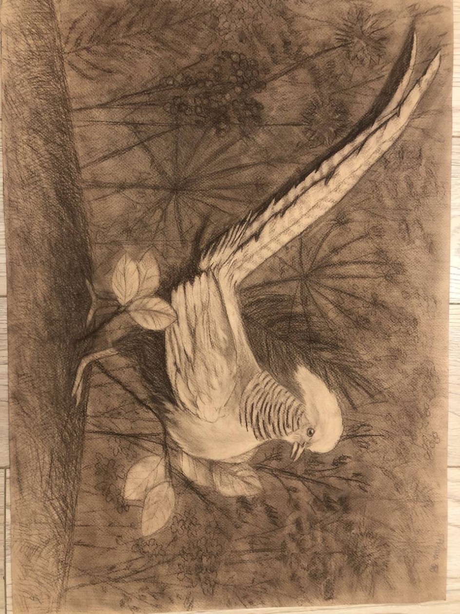 Удивительная птица