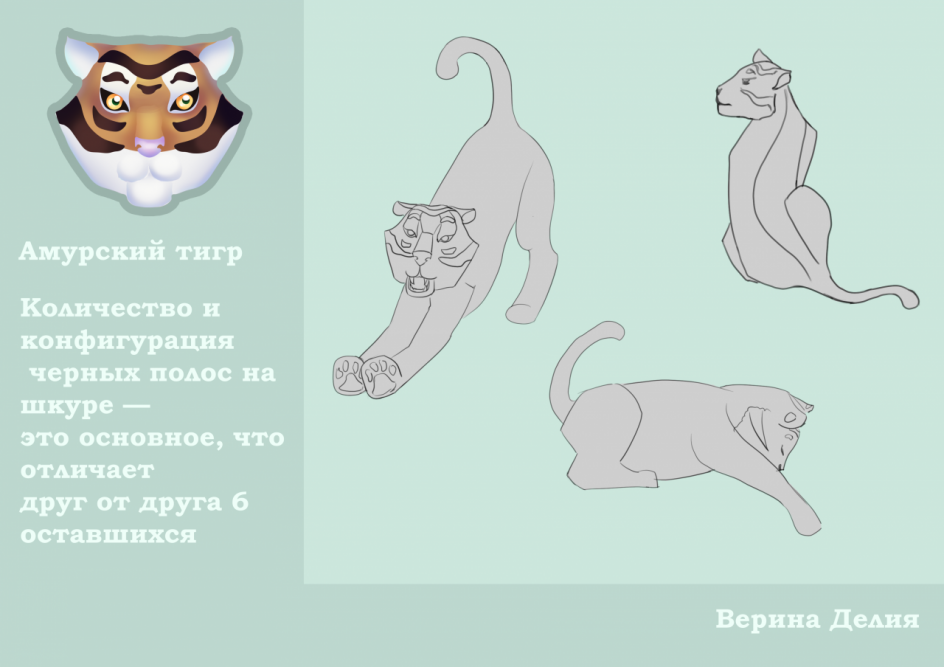 Брошюра ,,Амурский тигр''