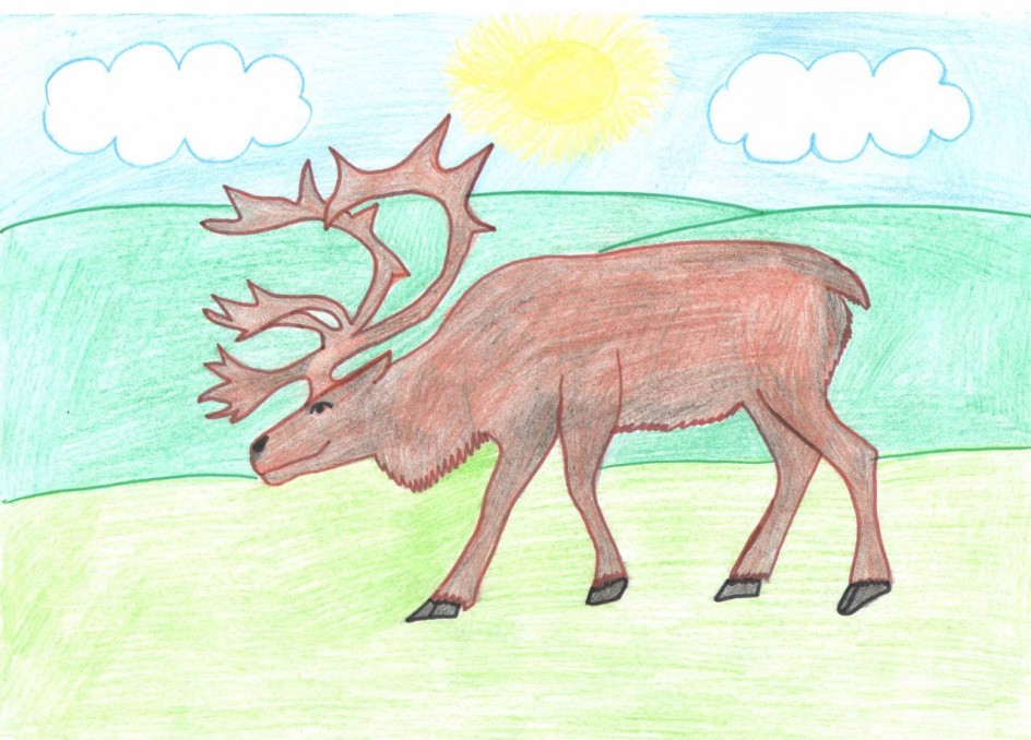 "Мой Северный олень"