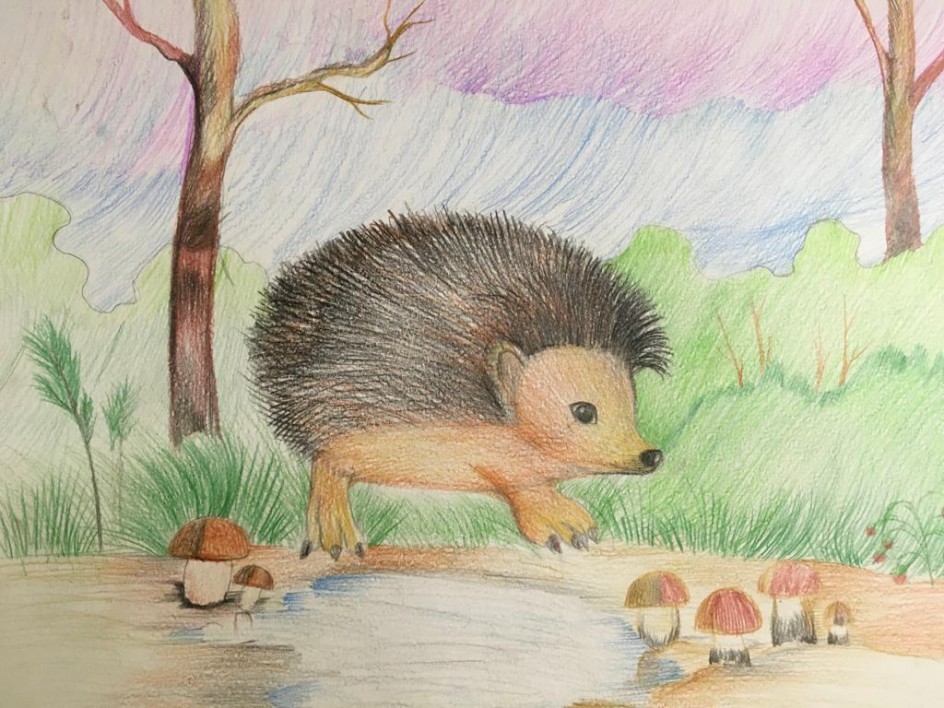 "Ёж"(цветной карандаш)