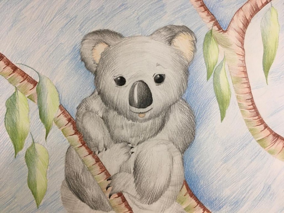 "Коала"(цветной карандаш)