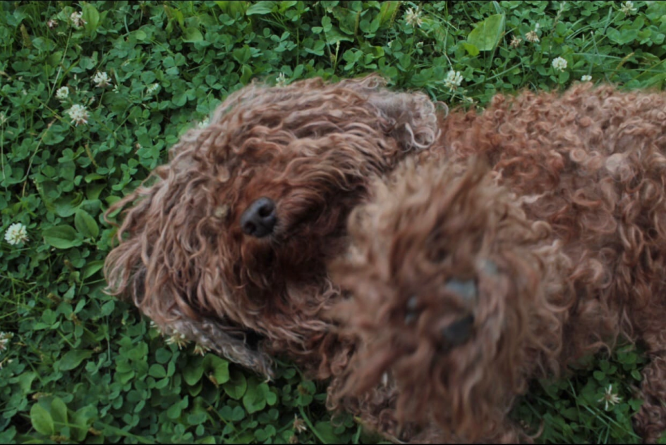 Арчи в саду