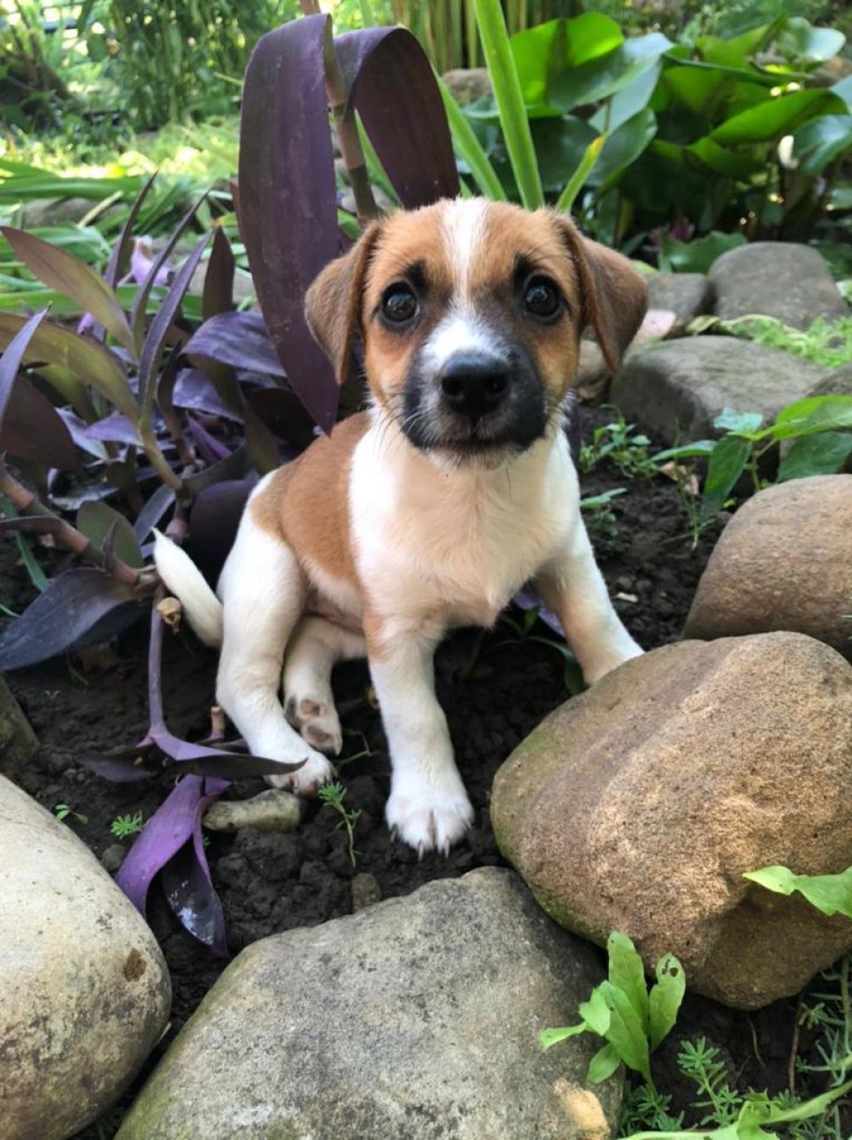 джунгли зовут