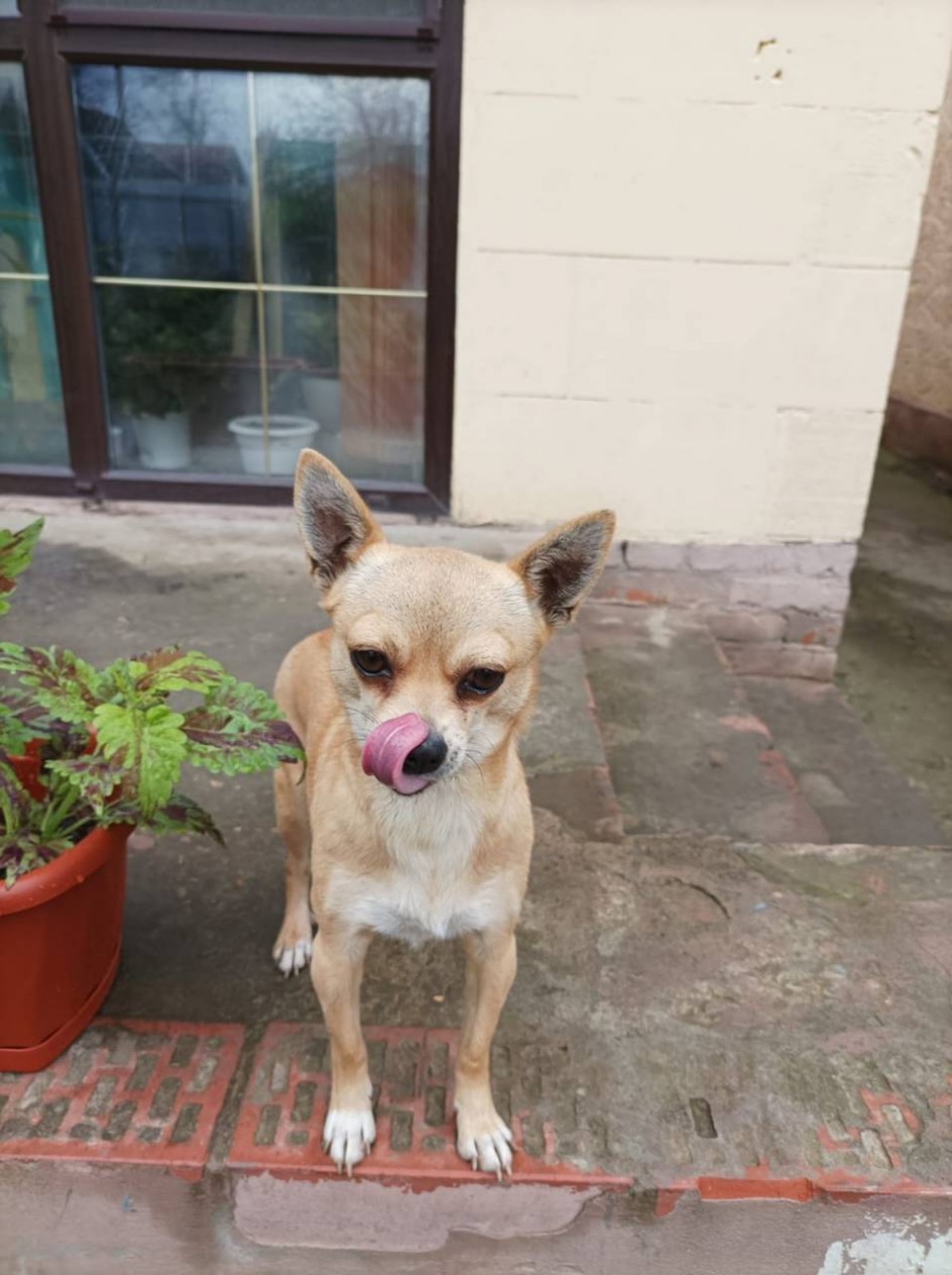 Это чем так вкусно пахнет?