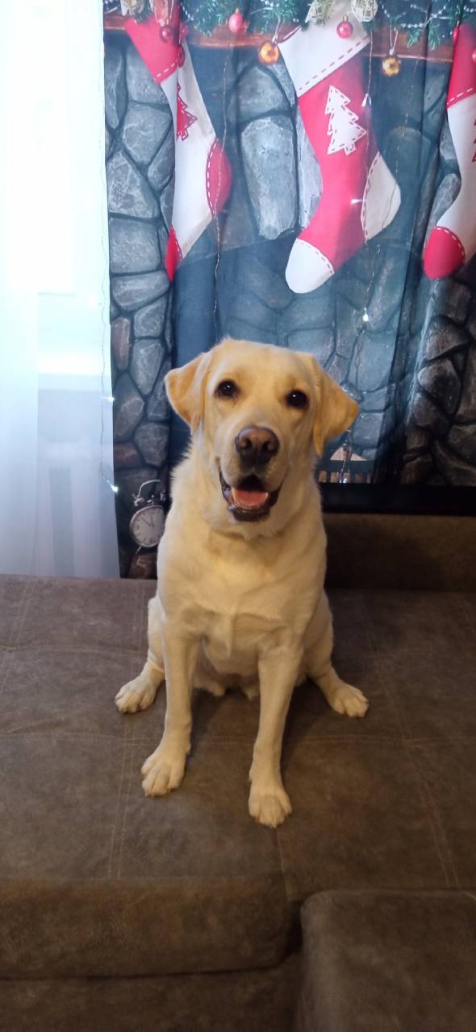 Наша собака Леся