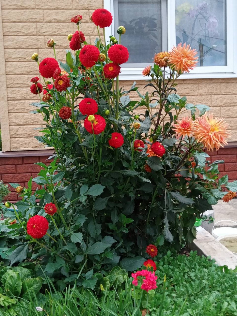 Мои любимые цветы