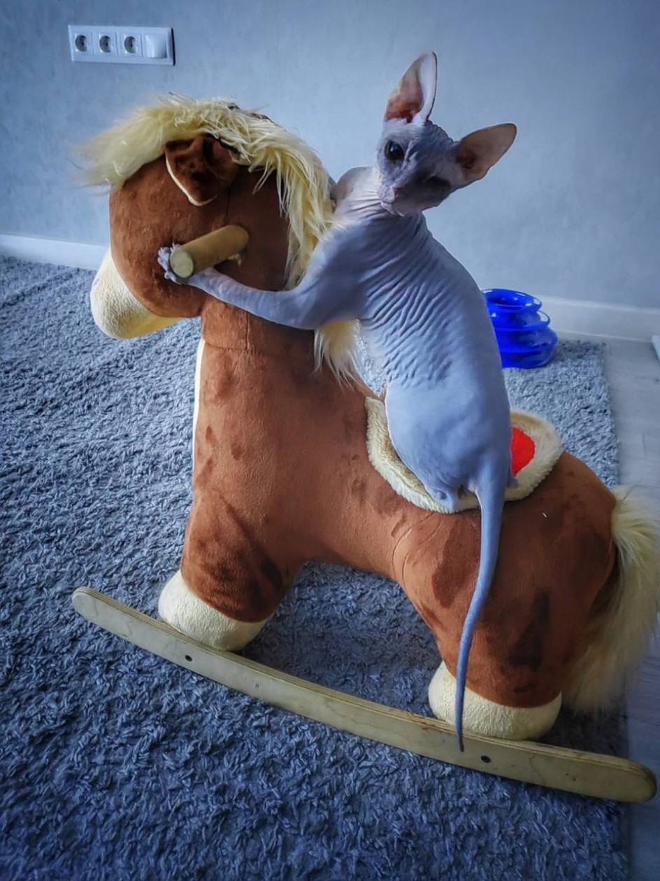 Мой проказник