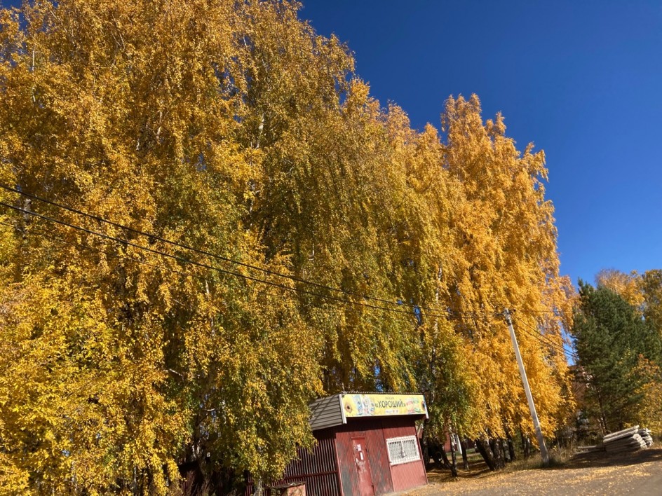Осень золотая, расписные листья.