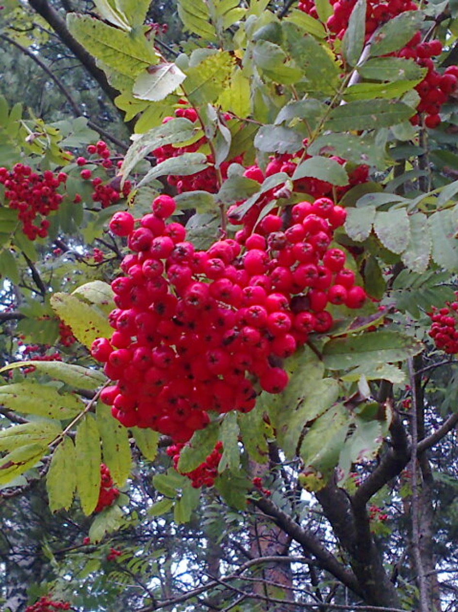 Осенняя рябинка