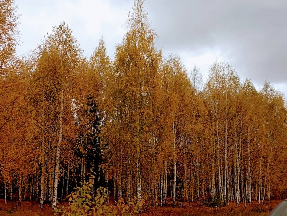 Осень золотая