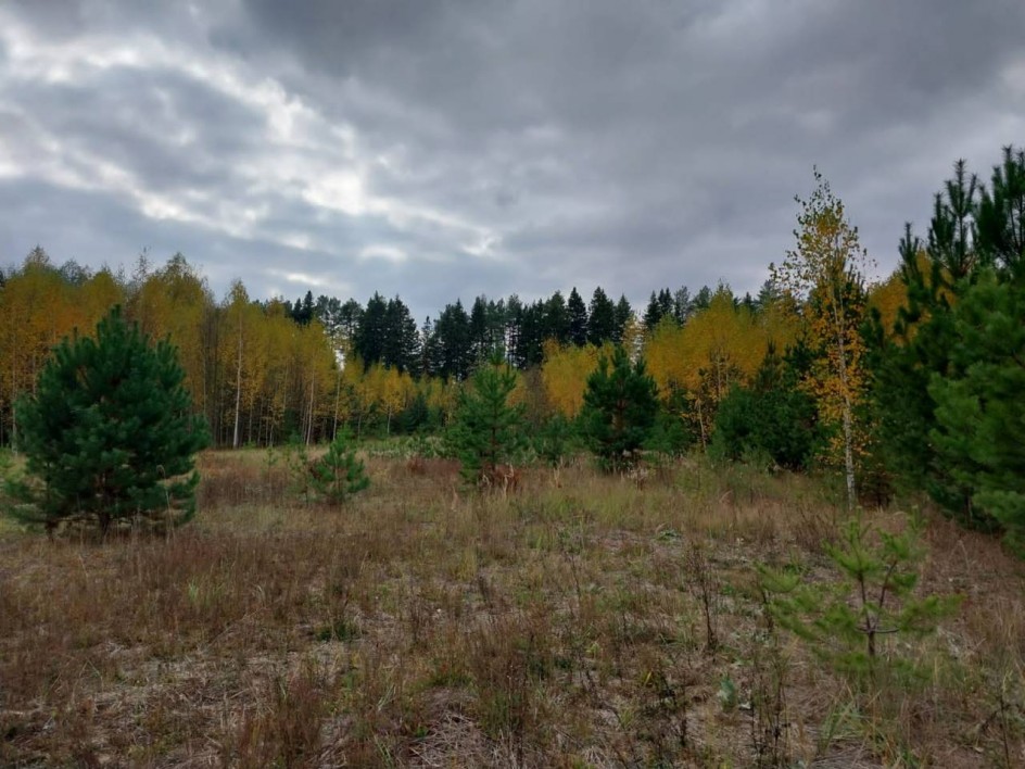 Осенняя прогулка