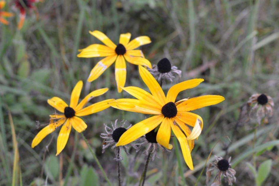 Последние цветы