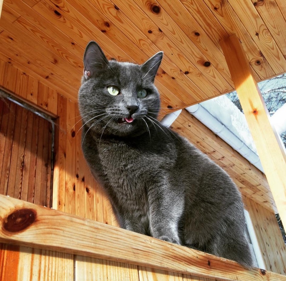 Кот Тишка на охоте