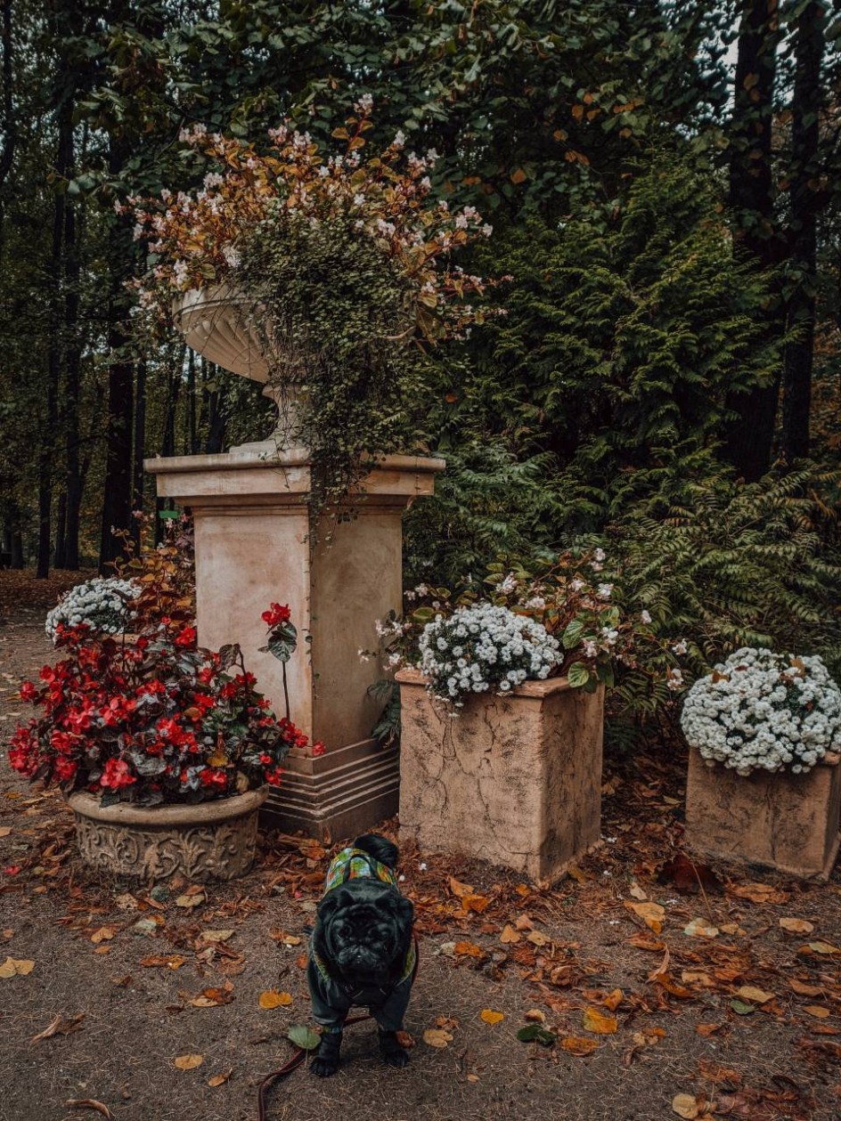 Осенная прогулка