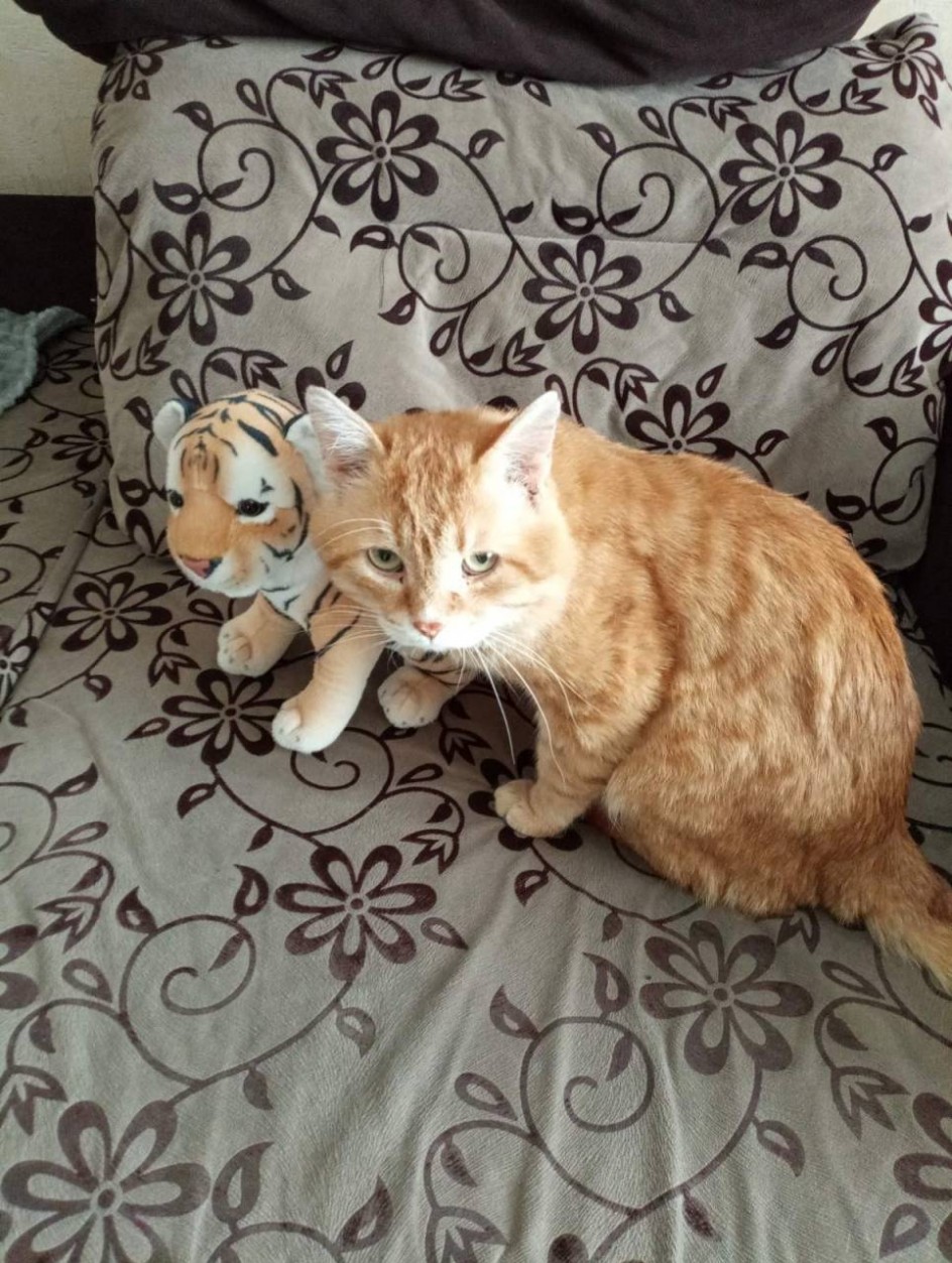 "Мой любимый котик!"