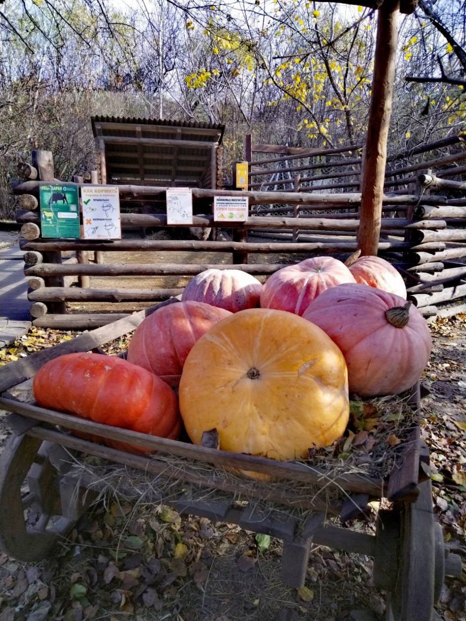 Дары осени