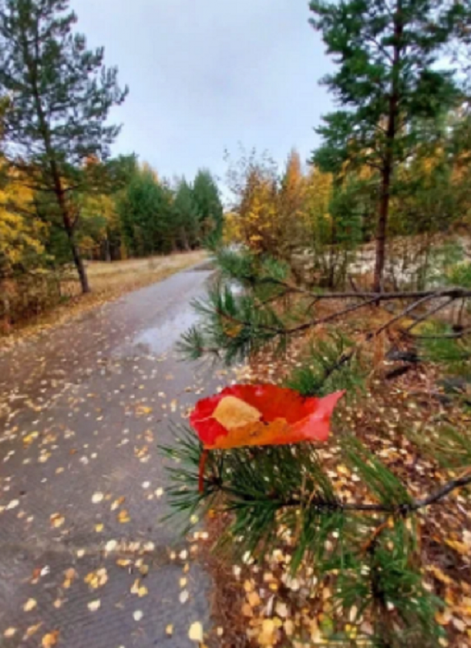 приземлился
