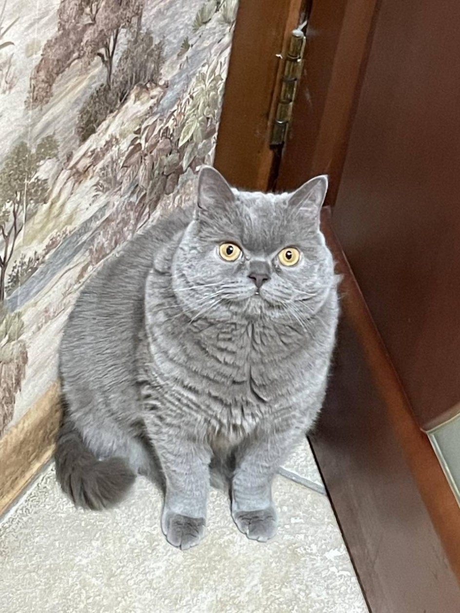 "Кот учёный"