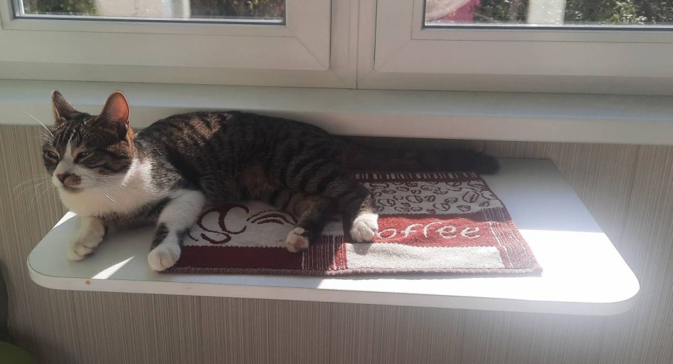 Кот Ролик