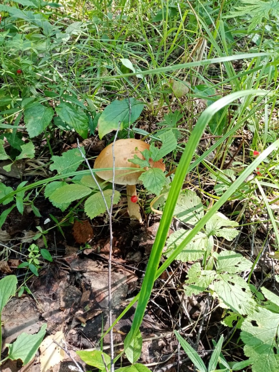 Грибок